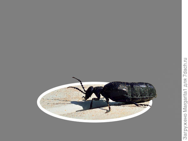 Только "вылупился", даже "панцирь" не образовался