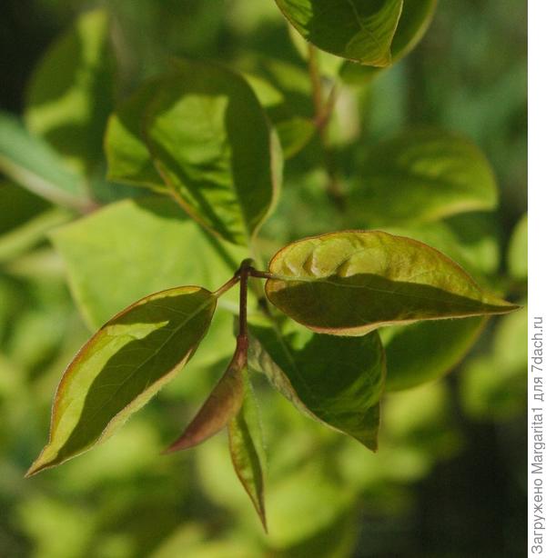 фото из Инета &amp;quot;Амурская сирень&amp;quot;