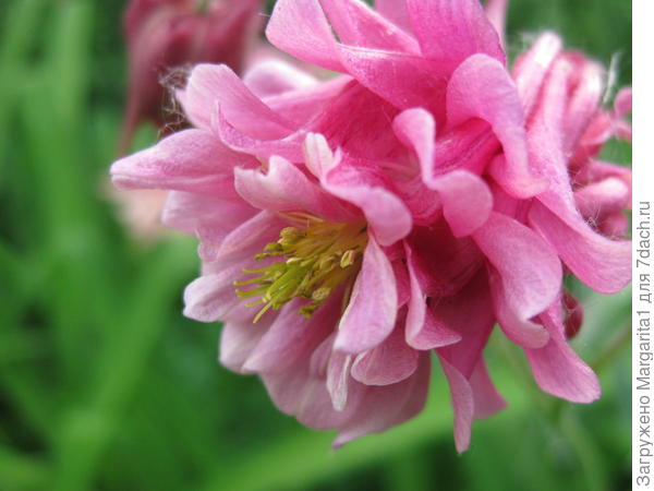 И вот такая-многослойная