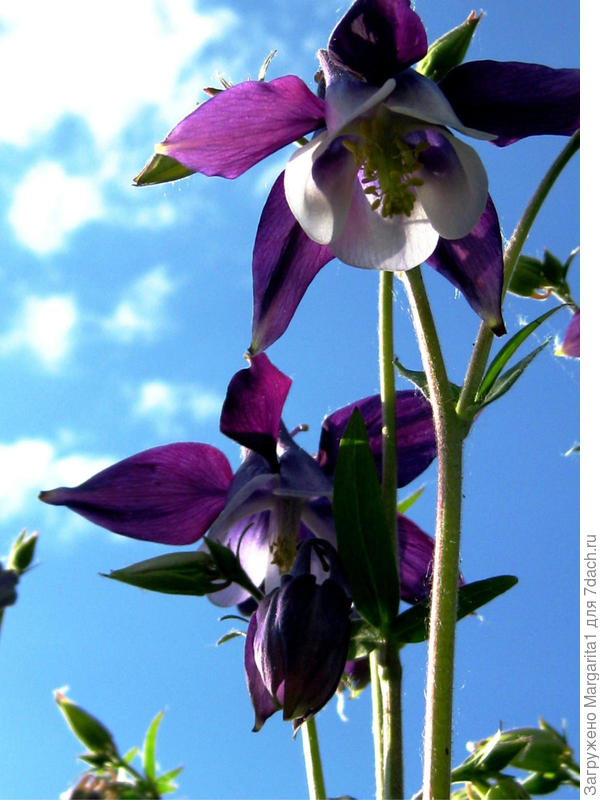 Фиолетовая с белой сердцевиной