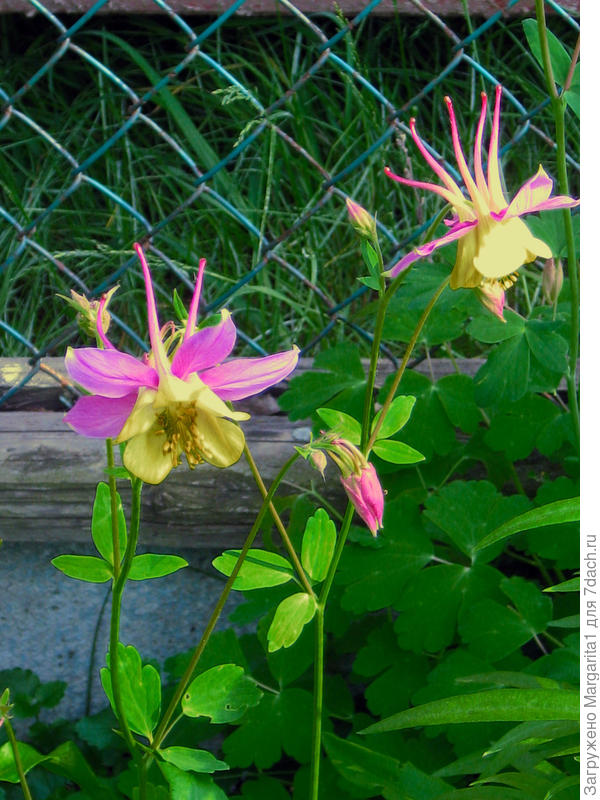 Желто-розовое чудо