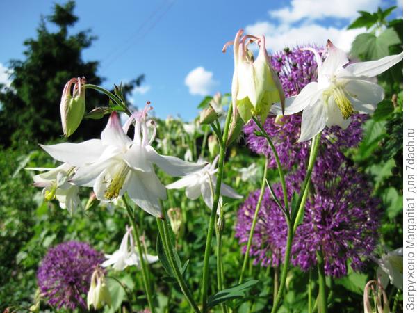 Белая с розовыми кончиками