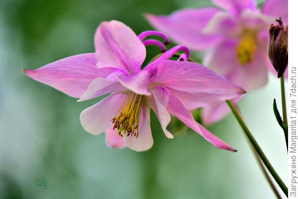 ... и еще из конкурса