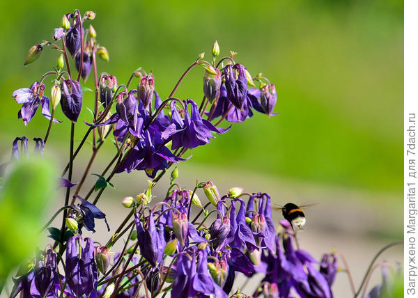 А такие по всей деревне как сорняк