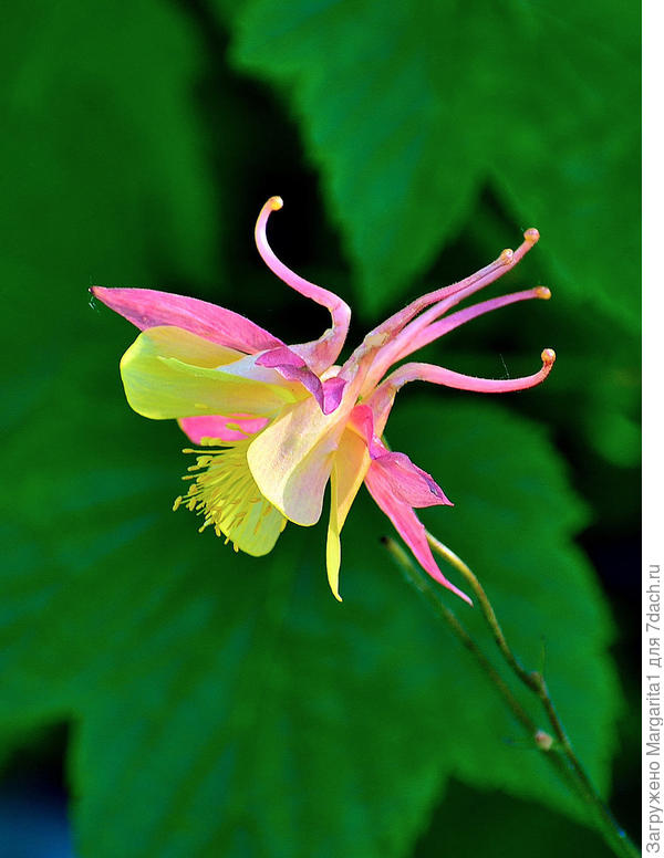 Эта розовая «шляпка» не безделица и тряпка. Это украшение садового решения