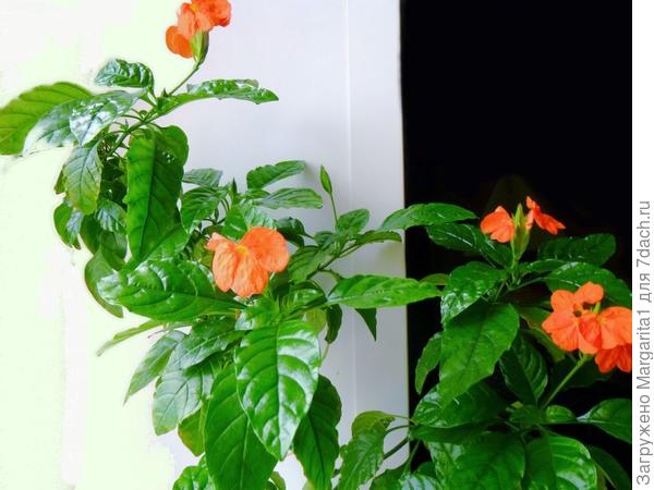 кроссандра