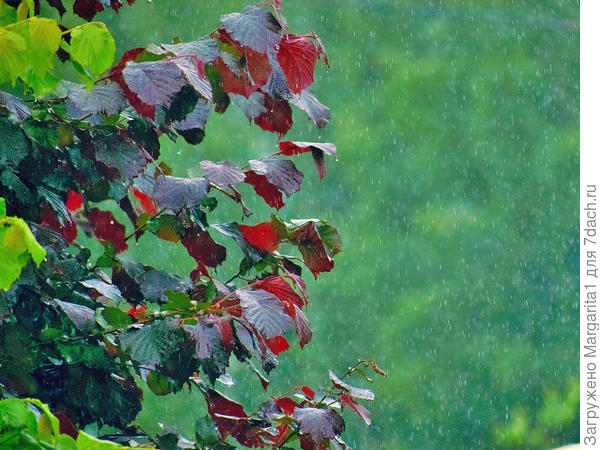 Дождь стеной-это про нашу погоду