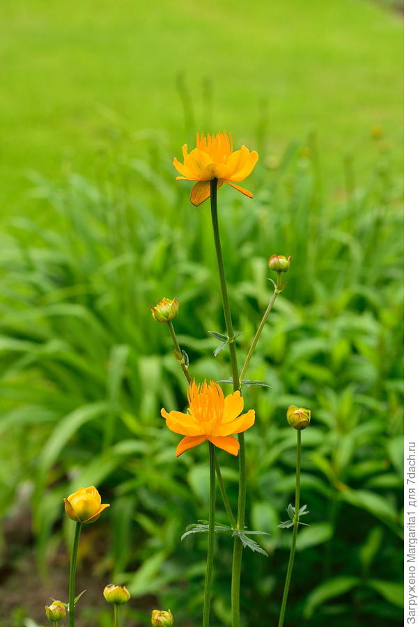 Купальница