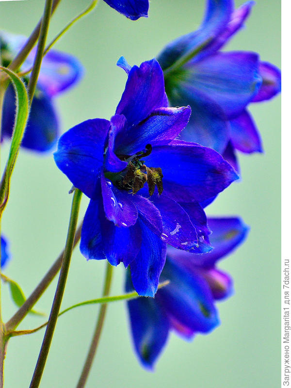 Дельфиниум