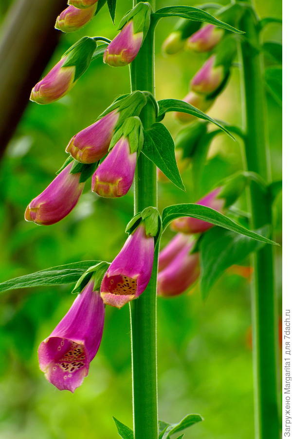 Наперстянка