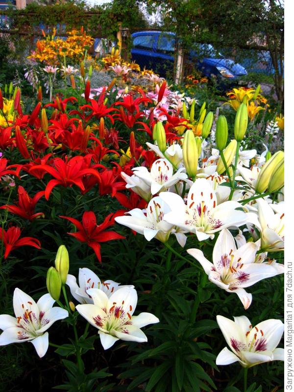 А у меня в этом году облом с лилиями, это фотография прошлых лет