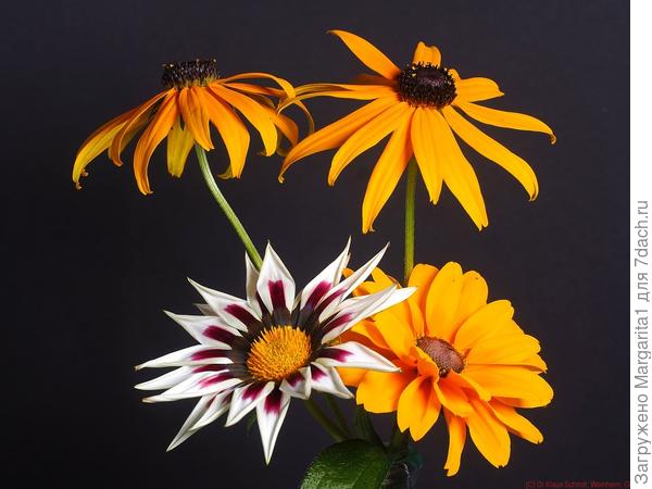 рудбекии и гацания(фото из интернета)