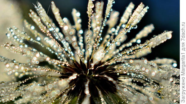 "Весь до ниточки промок..."