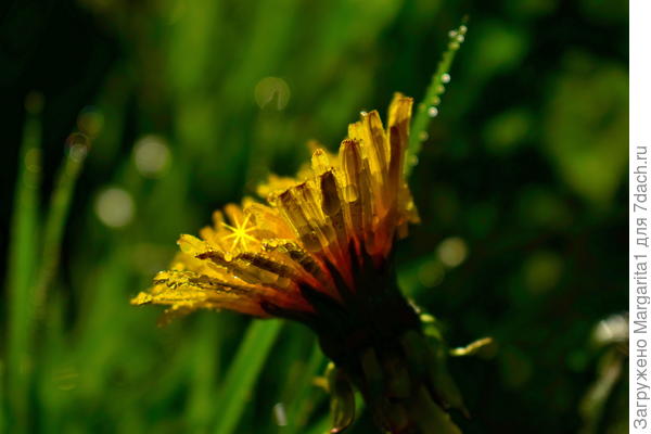 Ловец солнца