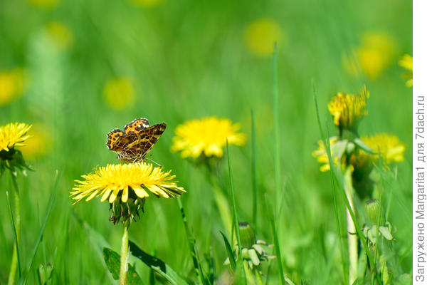 Не большой выбор