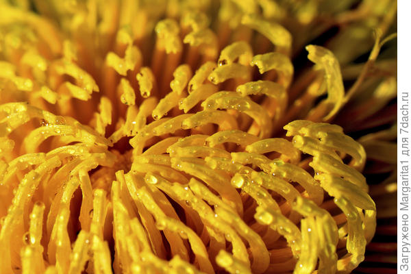 Георгины отдыхают