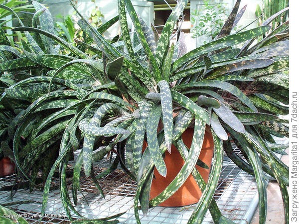 Из интернета