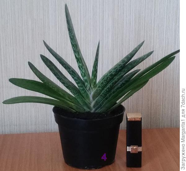 тоже гастерия