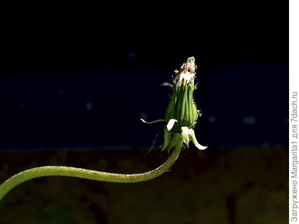 Грациозность