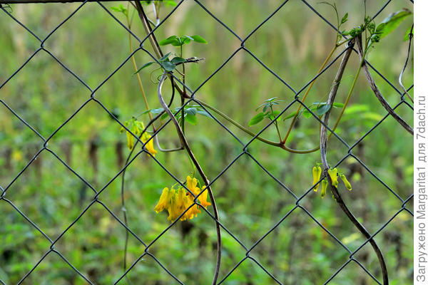 Вот так вьется по сетке дицентра