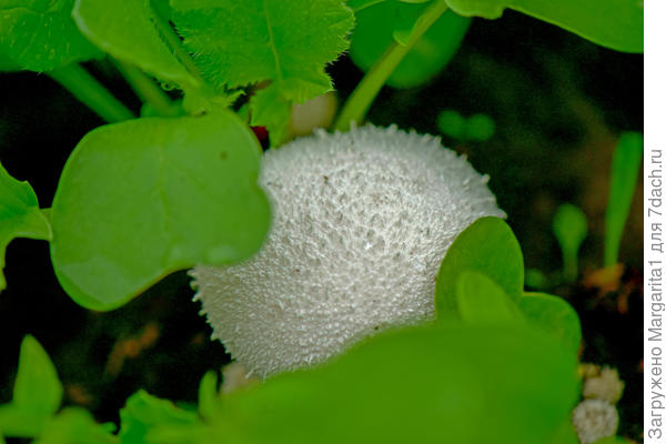 среди редиски