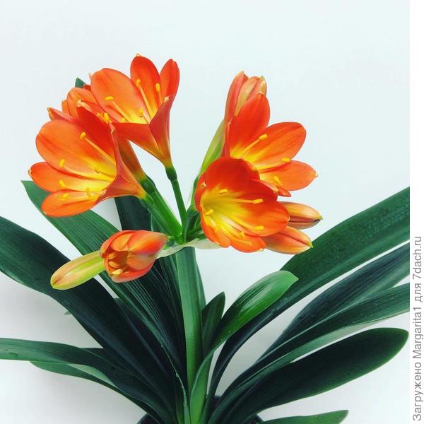фото из интернета(Clivia Miniata or Natal Lily - Garden Works gardenworks.ca)