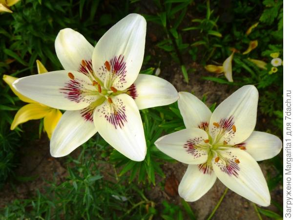 &#39;Centerfold&#39;