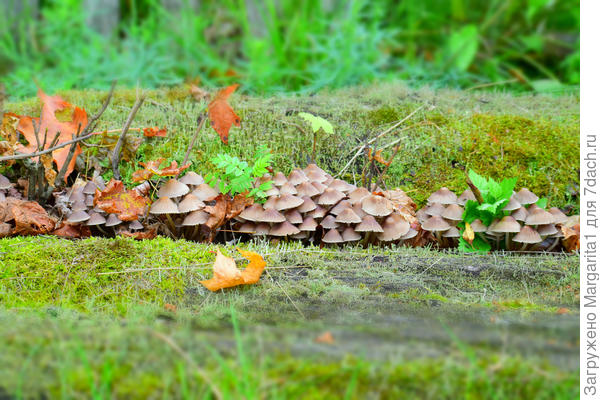 поганки всегда "дружные"