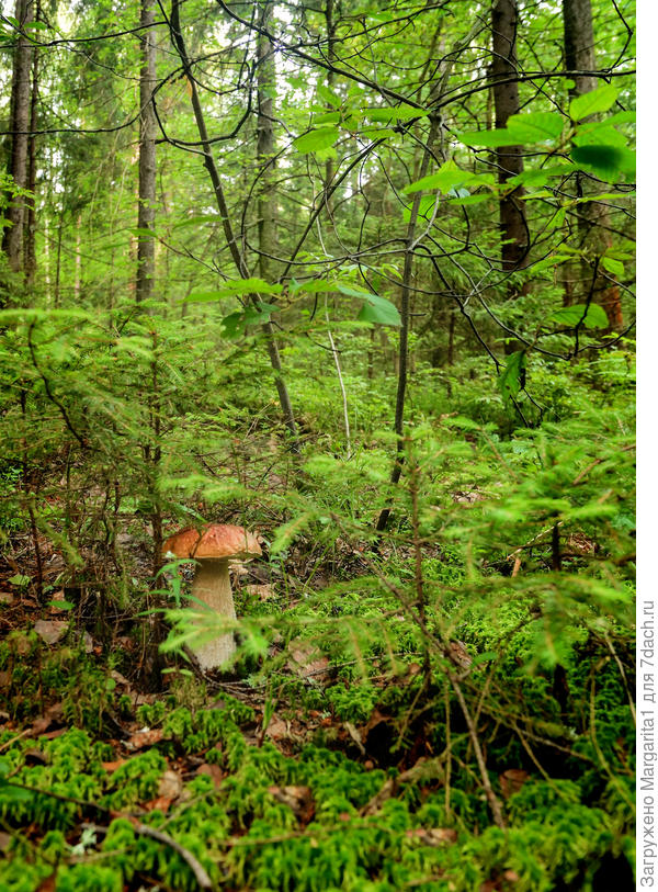 Обыкновенное чудо