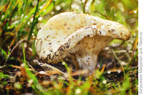 Грузди очень любят влагу
