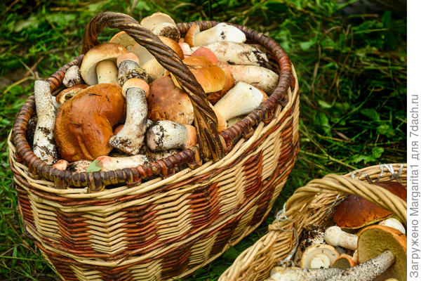 Белые, белые подосиновики и подосиновики... других нет...