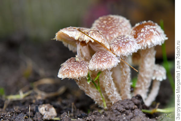 Нафуфырились