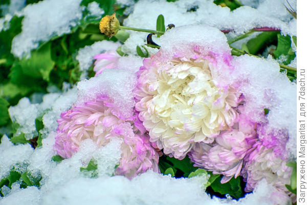 Астра под снегом