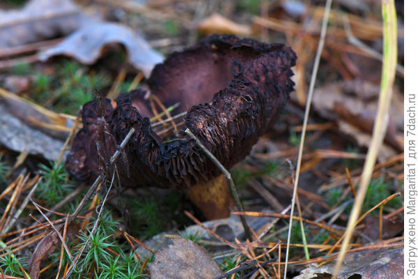 ...когда остатки не сладки