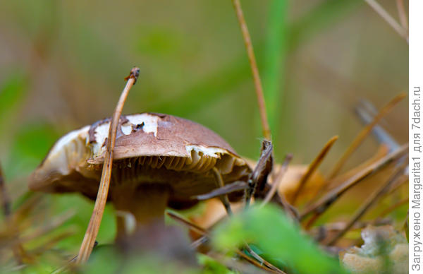 Без боя не сдамся!
