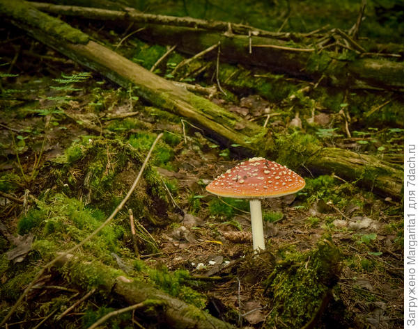 Ну, очень правильный мухомор