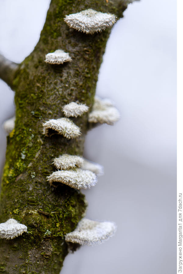 На засохшей сливе