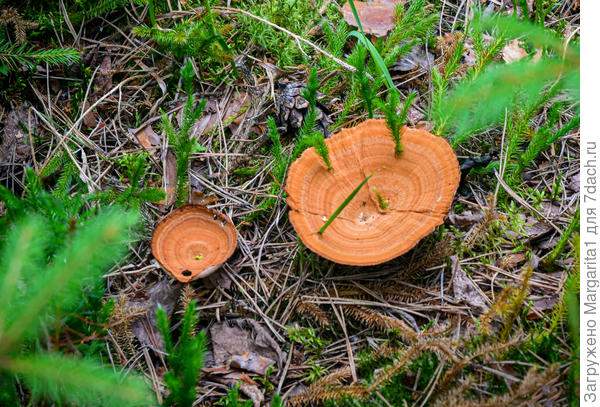 А это не вкусная парочка