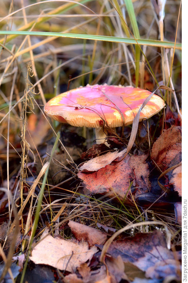 В красных тонах