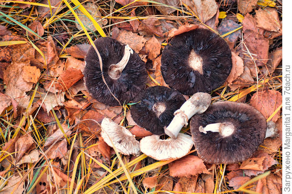 Червивые, однако...