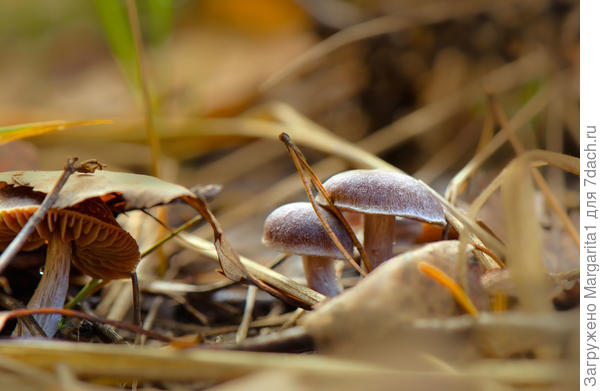 Пойди найди тот гриб