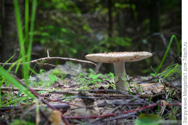 Еще и юбочку надел