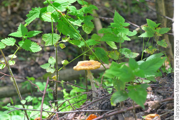 Никто не позарился...