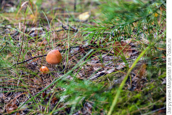 Сосна мала, да и грибы  не велики