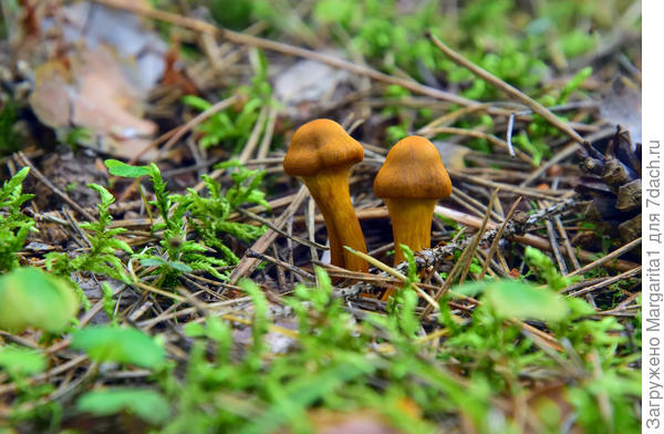 Всякий гриб имеет право на существование