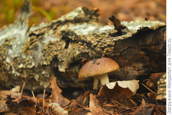 и под бревнышком...