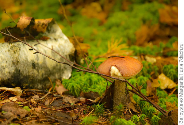 и под веточкой