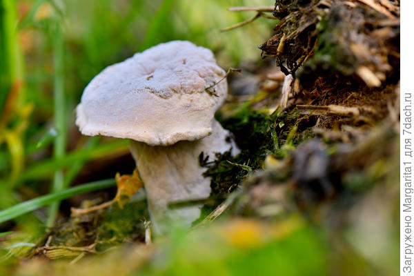 вырос на кучке перегноя