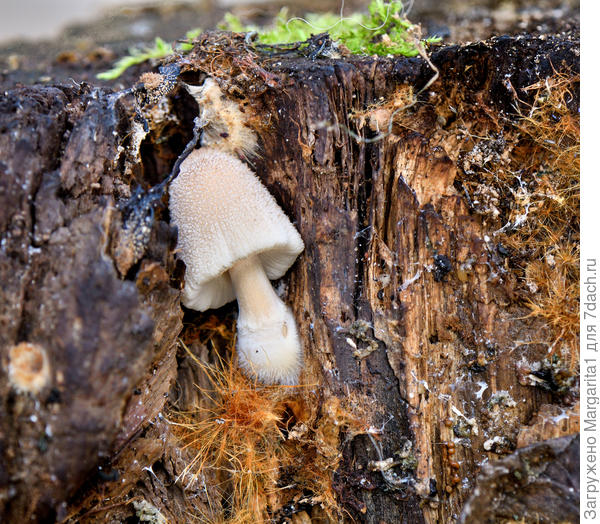 Поганка, но  &quot;ужаааастно симпатишная&quot;