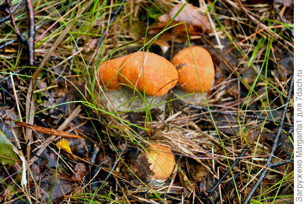 Детский сад какой-то